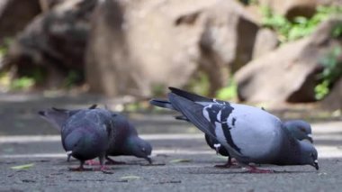 Yokohama 'nın en iyi manzarası.