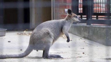 Yokohama 'nın en iyi manzarası.