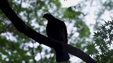 Tokyo 'nun en iyi manzarası.