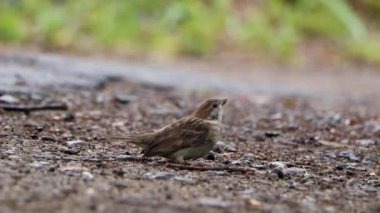 Tokyo 'nun en iyi manzarası.