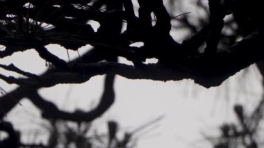 Tokyo 'nun en iyi manzarası.