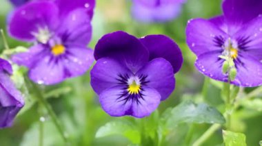 Tokyo 'nun en iyi manzarası.