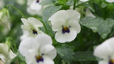 Tokyo 'nun en iyi manzarası.