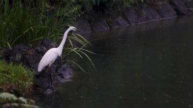 Tokyo 'nun en iyi manzarası.