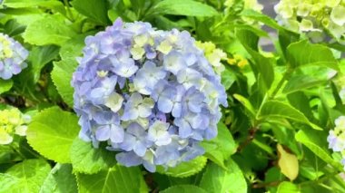 Ortanca çiçeklenme mevsimi oldu.