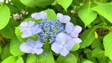 Ortanca çiçeklenme mevsimi oldu.