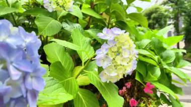 Ortanca çiçeklenme mevsimi oldu.