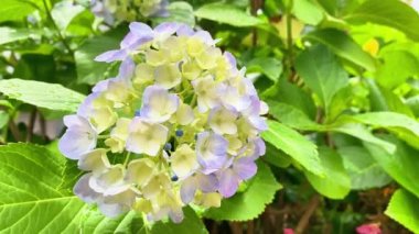 Ortanca çiçeklenme mevsimi oldu.