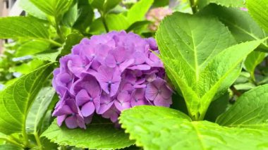 Ortanca çiçeklenme mevsimi oldu.