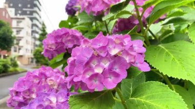 Ortanca çiçeklenme mevsimi oldu.