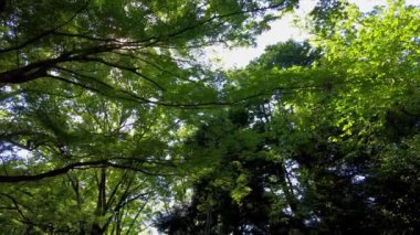 Tokyo 'daki güzel park.