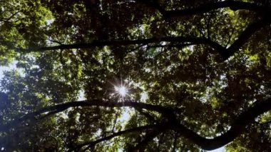 Tokyo 'daki güzel park.