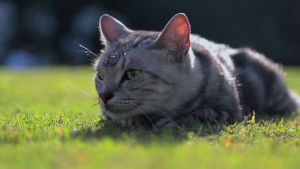 Retrato Belo Gato — Vídeo de Stock