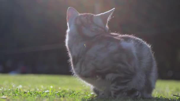 Retrato Hermoso Gato — Vídeos de Stock