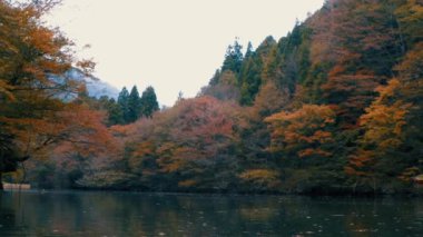 Ağaçlar ve yapraklarla dolu güzel sonbahar manzarası