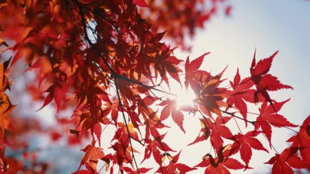 Осенние Листья Осенний Сезон Флоры — стоковое видео