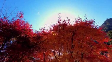 Sonbahar yaprakları, sonbahar bitkileri