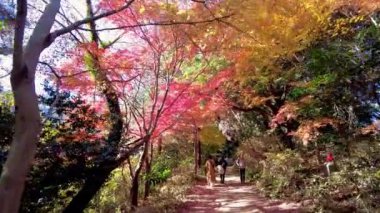 Parktaki sonbahar ormanı