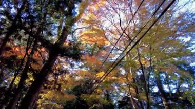 Ormanda sonbahar yaprakları