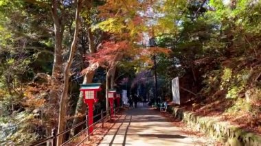 Renkli yapraklı sonbahar manzarası