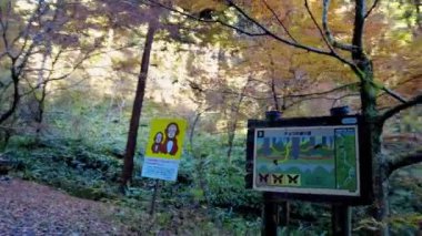 Sonbahar yaprakları, sonbahar bitkileri