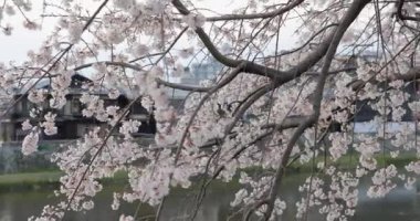 Japonya 'da kiraz çiçeği