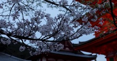 Güzel botanik fotoğrafı, doğal duvar kağıdı.