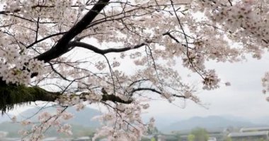 İlkbaharda kiraz çiçeği