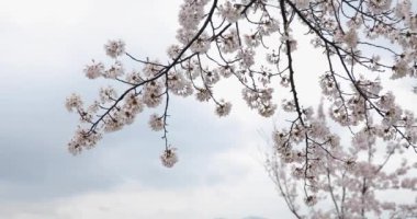 Bahçede kiraz çiçekleri