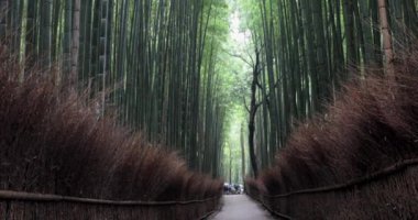 Kyoto, Japonya 'daki Bambu Ormanı