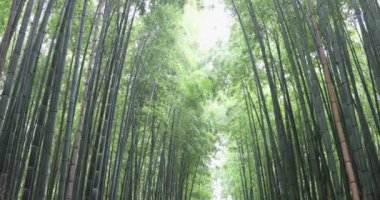 Japonya 'daki Bambu Ormanı