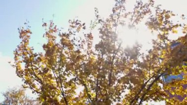 Sonbahar yaprakları, sonbahar bitkileri