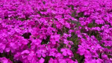 Bahçedeki güzel çiçekler