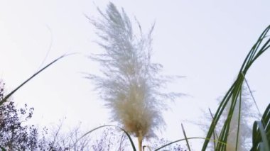 Güzel botanik fotoğrafı, doğal duvar kağıdı.