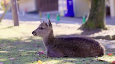 Nara, Japonya - 10 Kasım 2016: Nara, Japonya 'daki Nara Parkı' nda geyik..