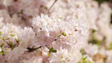 Bahçedeki güzel çiçekler