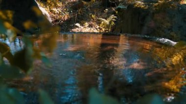 Ormanda güzel bir şelale