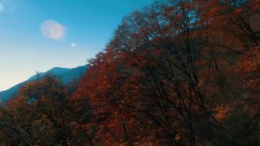 Ağaçlar ve yapraklarla dolu güzel bir sonbahar ormanı