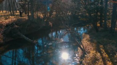 ormanda nehirden görünümü