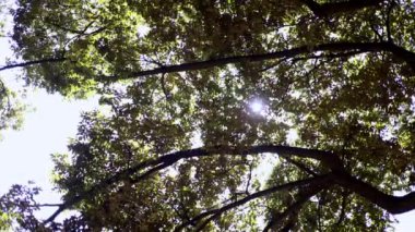 Ormanda ağaç dalları, doğada bitki örtüleri.