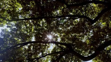 Ormanın güzel manzarası