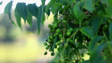 Ormandaki ağaçta olgunlaşmış zeytinler