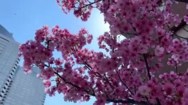 Bahçede güzel bahar çiçekleri