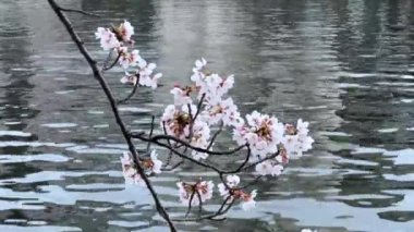 Güzel botanik fotoğrafı, doğal duvar kağıdı.