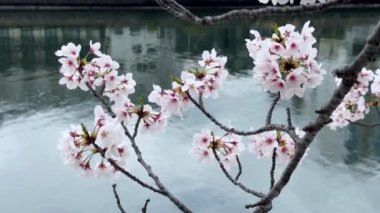 Güzel botanik fotoğrafı, doğal duvar kağıdı.