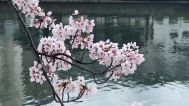 Bahçedeki güzel çiçekler