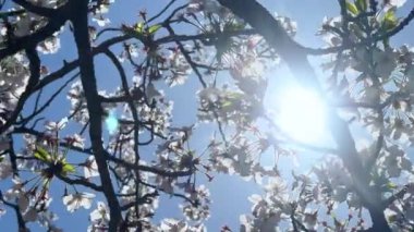 Bahçedeki güzel çiçekler