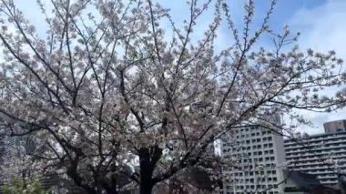 Parkta güzel kiraz çiçekleri