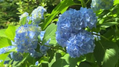 Bahçedeki güzel çiçekler