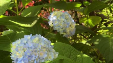 Bahçedeki güzel çiçekler